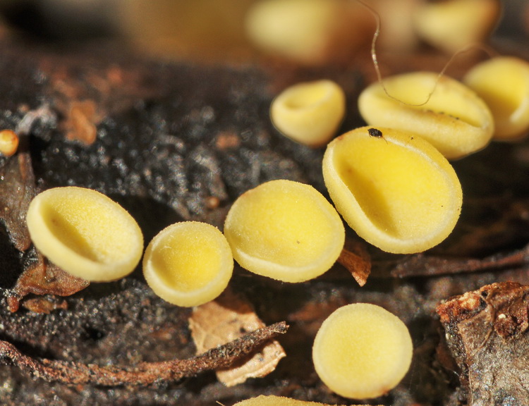 Bisporella  citrina?